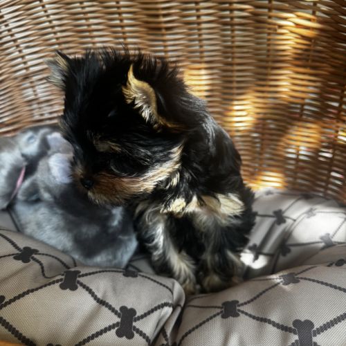 Superbe petit mâle yorkshire terrier lof #1
