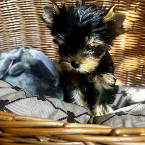 Superbe petit mâle yorkshire terrier lof #2