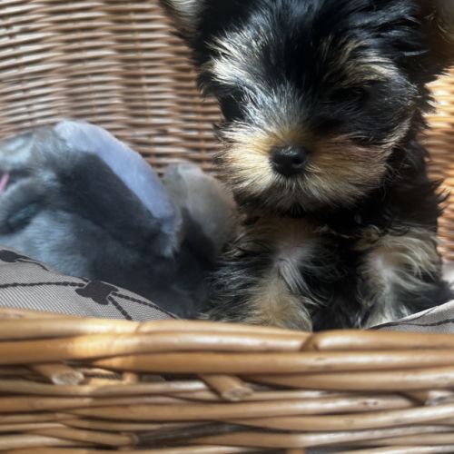 Superbe petit mâle yorkshire terrier lof #0