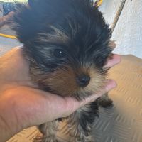 Superbe petit mâle yorkshire terrier lof