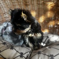 Superbe petit mâle yorkshire terrier lof #1