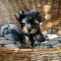 Superbe petit mâle yorkshire terrier lof #3