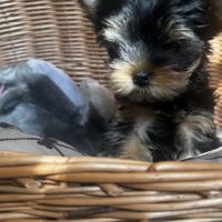 Superbe petit mâle yorkshire terrier lof