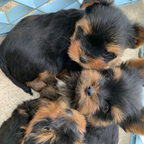 Joli petit yorkshire a vendre #3