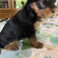 Joli petit yorkshire a vendre