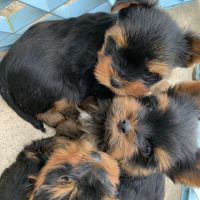Joli petit yorkshire a vendre #3