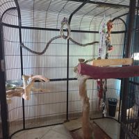 Couple ararauna de 1 an #3
