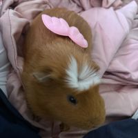 Male à vendre avec affaires #1