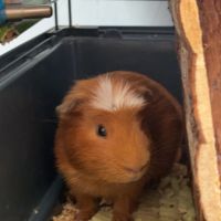 Male à vendre avec affaires