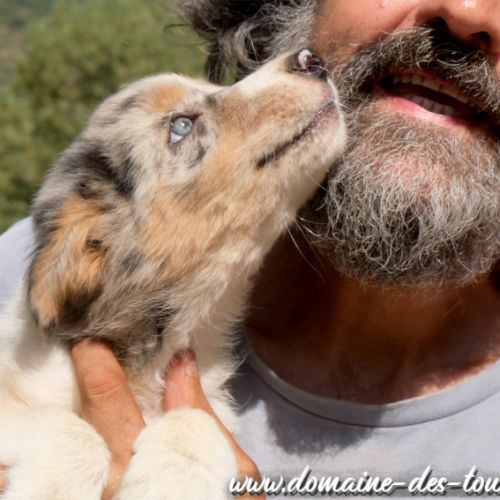 Magnifique chiot mâle border collie non lof #3