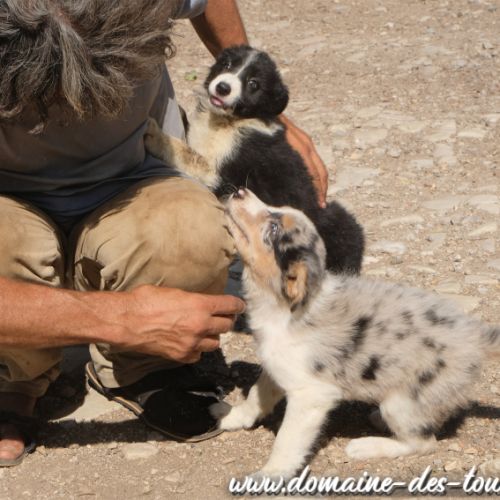 Magnifique chiot mâle border collie non lof #4