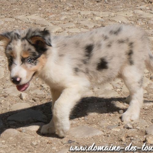 Magnifique chiot mâle border collie non lof #7