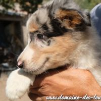 Magnifique chiot mâle border collie non lof #1