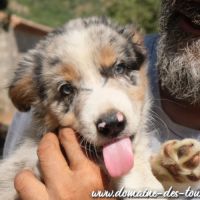 Magnifique chiot mâle border collie non lof