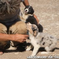 Magnifique chiot mâle border collie non lof #4