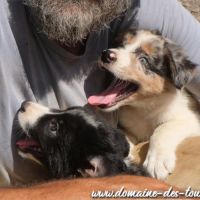 Magnifique chiot mâle border collie non lof #6