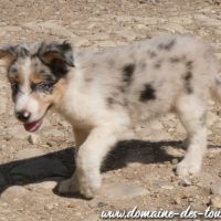Magnifique chiot mâle border collie non lof #7