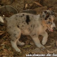 Magnifique chiot mâle border collie non lof #8