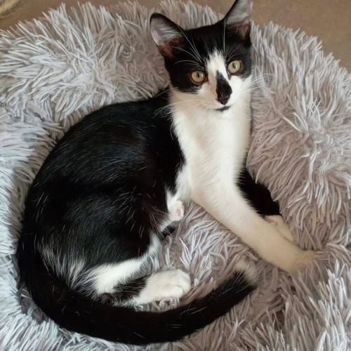 Chaton zook #1