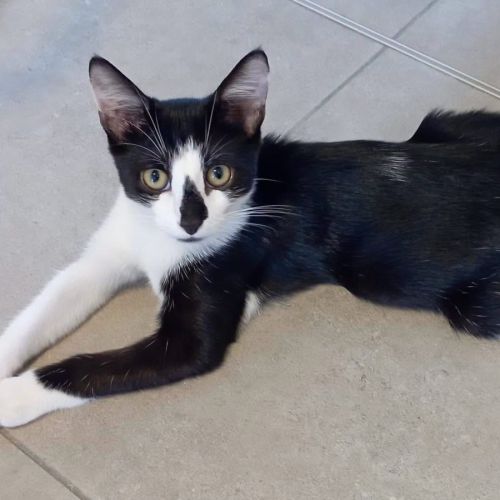 Chaton zook
