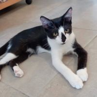 Chaton zook #2
