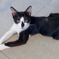 Chaton zook #0