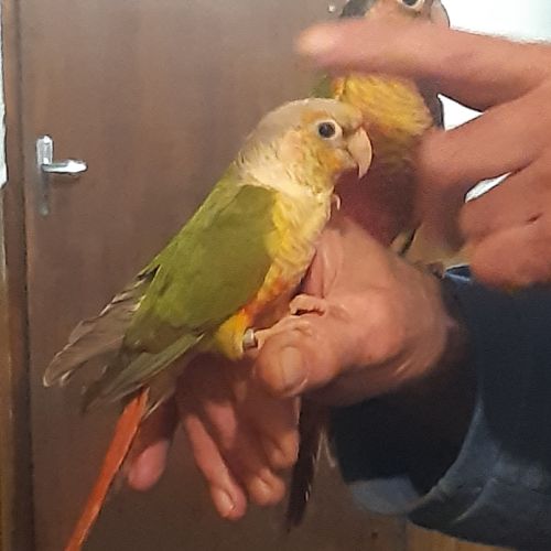 Caique xanthomeria tête orange eam #1