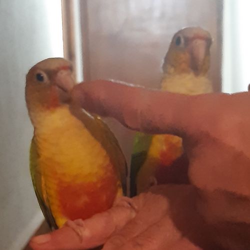 Caique xanthomeria tête orange eam #4