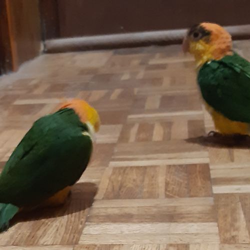 Caique xanthomeria tête orange eam