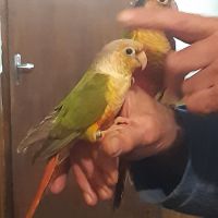 Caique xanthomeria tête orange eam #1