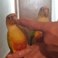 Caique xanthomeria tête orange eam #4