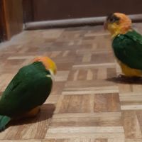 Caique xanthomeria tête orange eam #0