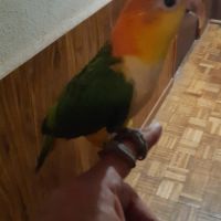 Caique xanthomeria tête orange eam #6