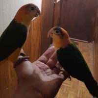 Caique xanthomeria tête orange eam #2