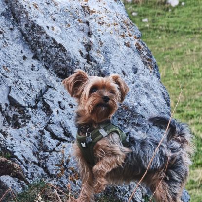Recherche mâle yorkshire terrier pour saillie - 06 #1