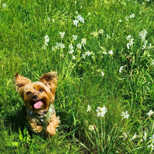Recherche mâle yorkshire terrier pour saillie - 06 #2
