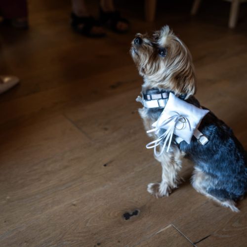 Recherche mâle yorkshire terrier pour saillie - 06
