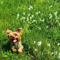 Recherche mâle yorkshire terrier pour saillie - 06 #2