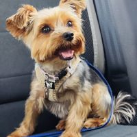Recherche mâle yorkshire terrier pour saillie - 06 #3