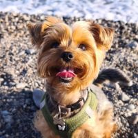 Recherche mâle yorkshire terrier pour saillie - 06 #4