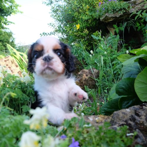 A vendre chiot femelle king charles spaniel #0