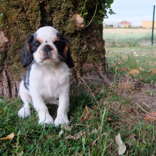 A vendre chiot femelle king charles spaniel #2