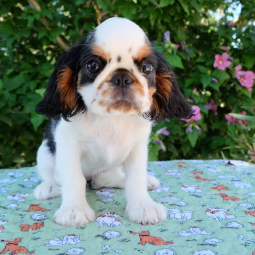 A vendre chiot femelle king charles spaniel #3