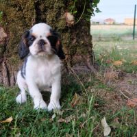 A vendre chiot femelle king charles spaniel #2