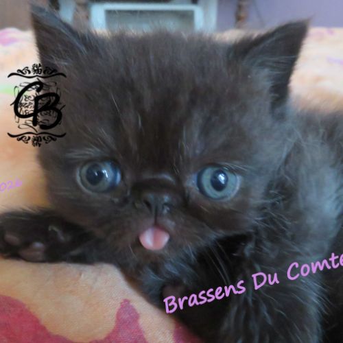 Chatons disponibles #1