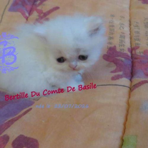 Chatons disponibles #3