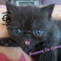 Chatons disponibles #1