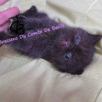 Chatons disponibles #2