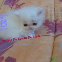 Chatons disponibles #3