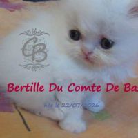 Chatons disponibles #0